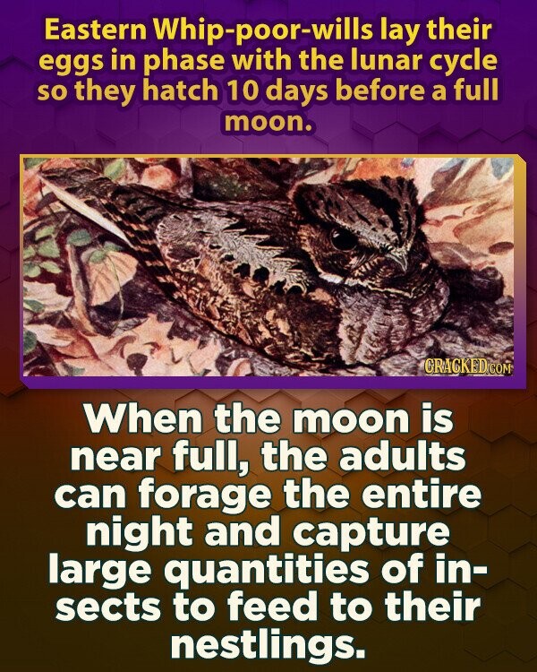 Eastern Whip-poor-wills lay their eggs in phase with the lunar cycle so they hatch 10 days before a full moon. CRACKED.COM When the moon is near full, the adults can forage the entire night and capture large quantities of in- sects to feed to their nestlings.