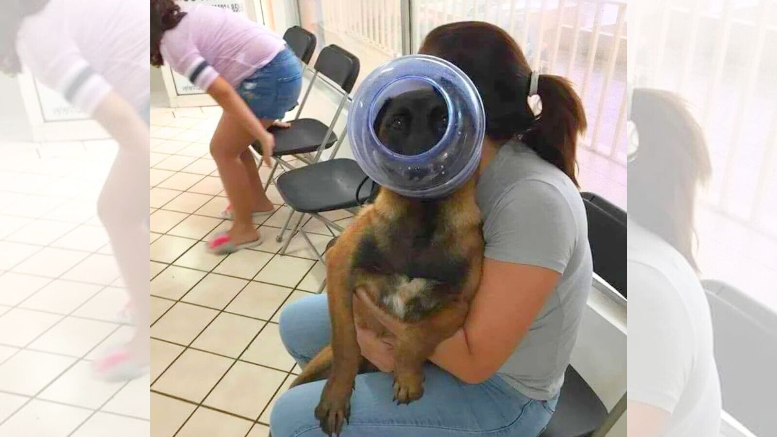 20 Animals Who Did Not Think This Through | Cracked.com