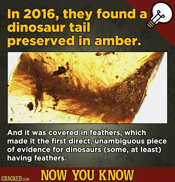In 2016, they found a dinosaur tail preserved in amber. And it was covered in feathers, which made it the first direct, unambiguous piece of evidence