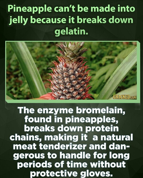Pineapple can't be made into jelly because it breaks down gelatin. GRACKED.COM The enzyme bromelain, found in pineapples, breaks down protein chains, making it a natural meat tenderizer and dan- gerous to handle for long periods of time without protective gloves.
