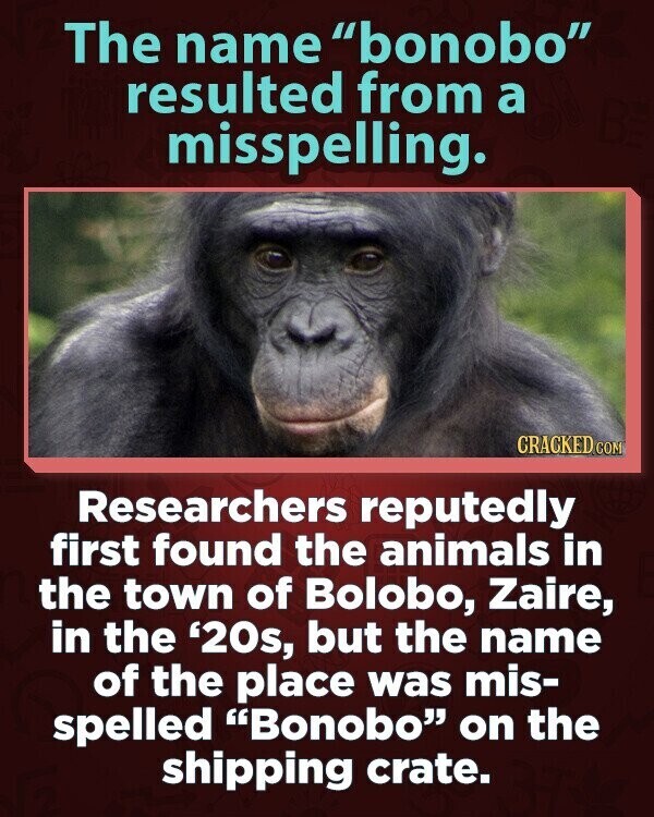The name bonobo resulted from a misspelling. CRACKED © COM Researchers reputedly first found the animals in the town of Bolobo, Zaire, in the '20s, but the name of the place was mis- spelled Bonobo on the shipping crate.
