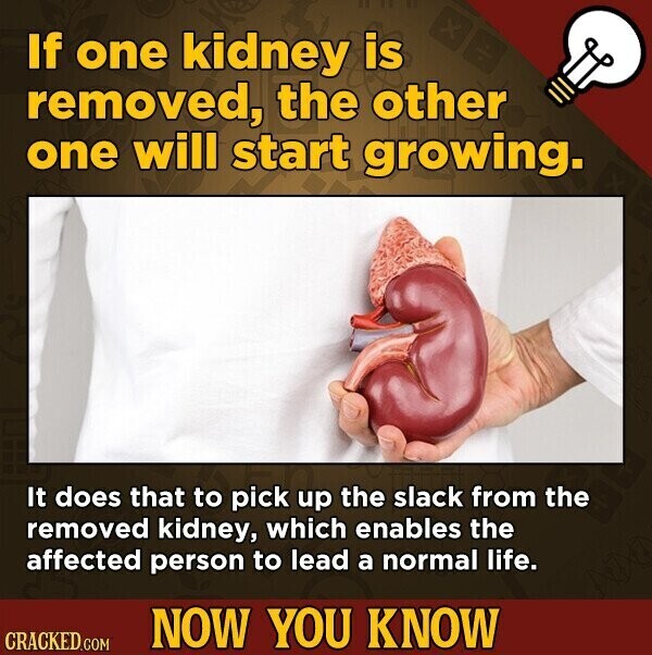 If one kidney is x removed, the other one will start growing. It does that to pick up the slack from the removed kidney, which enables the affected person to lead a normal life. NOW YOU KNOW CRACKED.COM