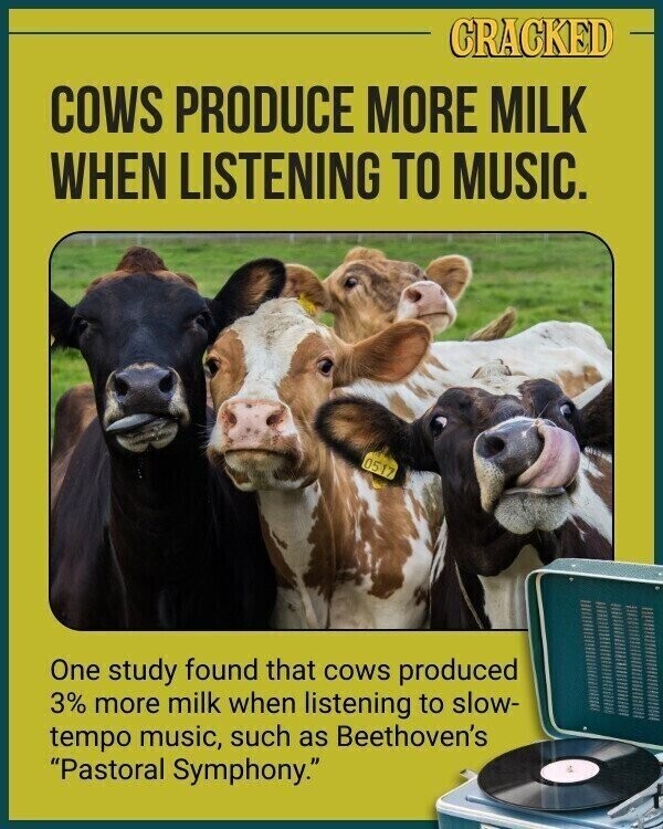 CRACKED COWS PRODUCE MORE MILK WHEN LISTENING TO MUSIC. 0517 One study found that cows produced 3% more milk when listening to slow- tempo music, such as Beethoven's Pastoral Symphony.