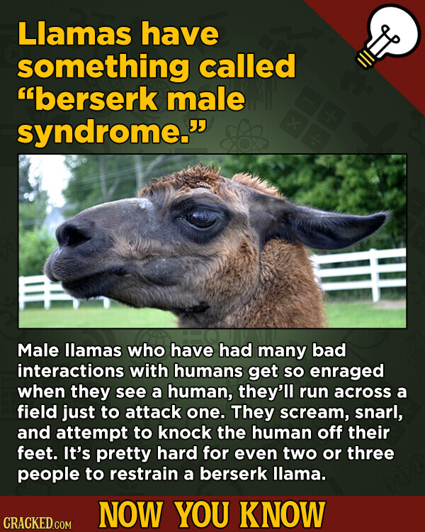 Llamas have something called berserk male x syndrome. Male llamas who have had many bad interactions with humans get so enraged when they see a human, they'll run across a field just to attack one. They scream, snarl, and attempt to knock the human off their feet. It's pretty hard for even two or three people to restrain a berserk llama. NOW YOU KNOW CRACKED.COM