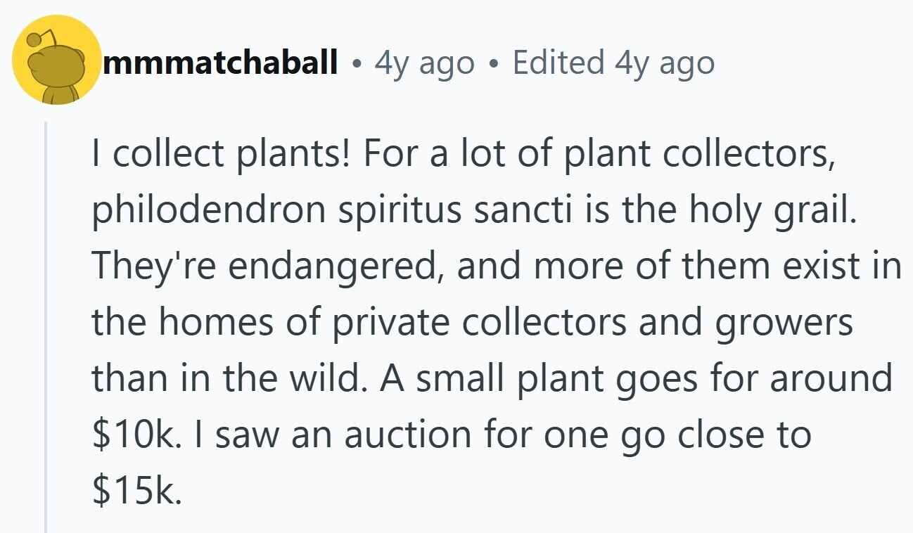 mmmatchaball a 4y ago Edited 4y ago I collect plants! For a lot of plant collectors, philodendron spiritus sancti is the holy grail. They're endangered, and more of them exist in the homes of private collectors and growers than in the wild. A small plant goes for around $10k. I saw an auction for one go close to $15k.