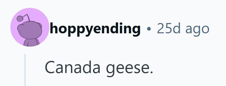 hoppyending . 25d ago Canada geese. 