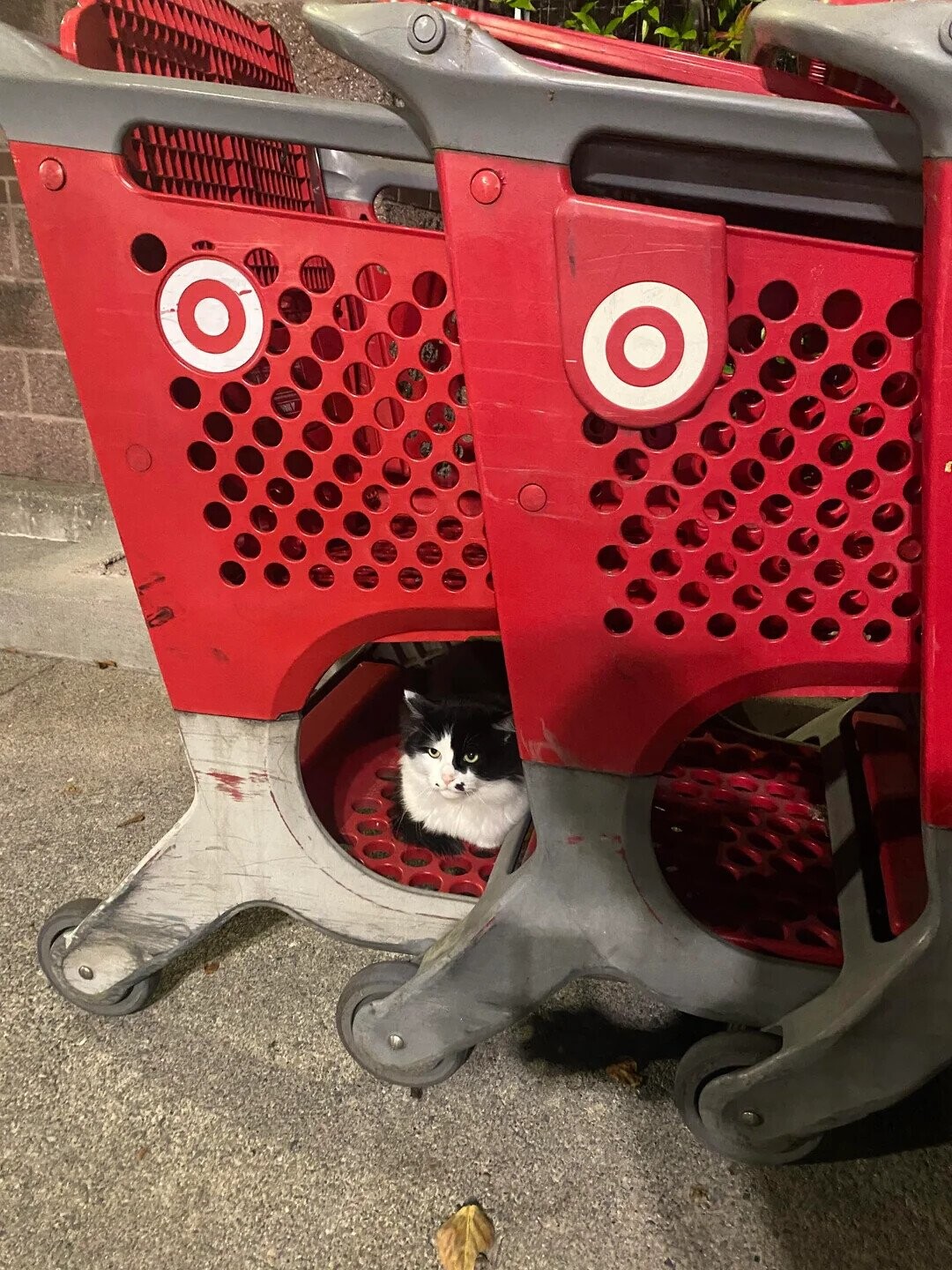 Noteworthy Photos from a Recent Safari to Target