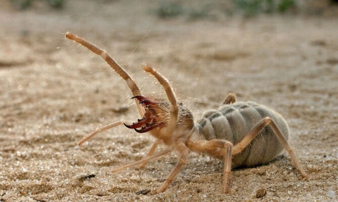 20 Bugs That Look Like They'll Ruin Your Day, and Will