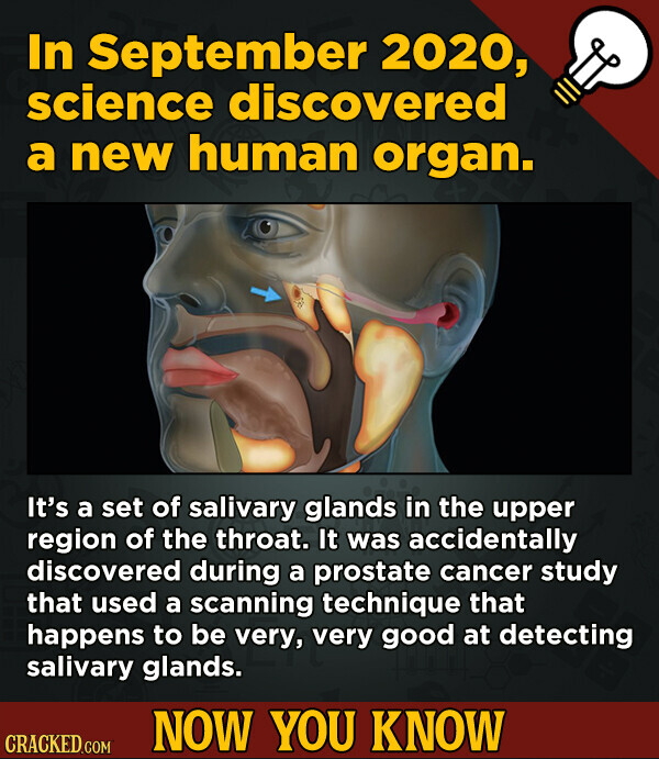 In September 2020, science discovered a new human organ. It's a set of salivary glands in the upper region of the throat. It was accidentally discovered during a prostate cancer study that used a scanning technique that happens to be very, very good at detecting salivary glands. NOW YOU KNOW CRACKED.COM