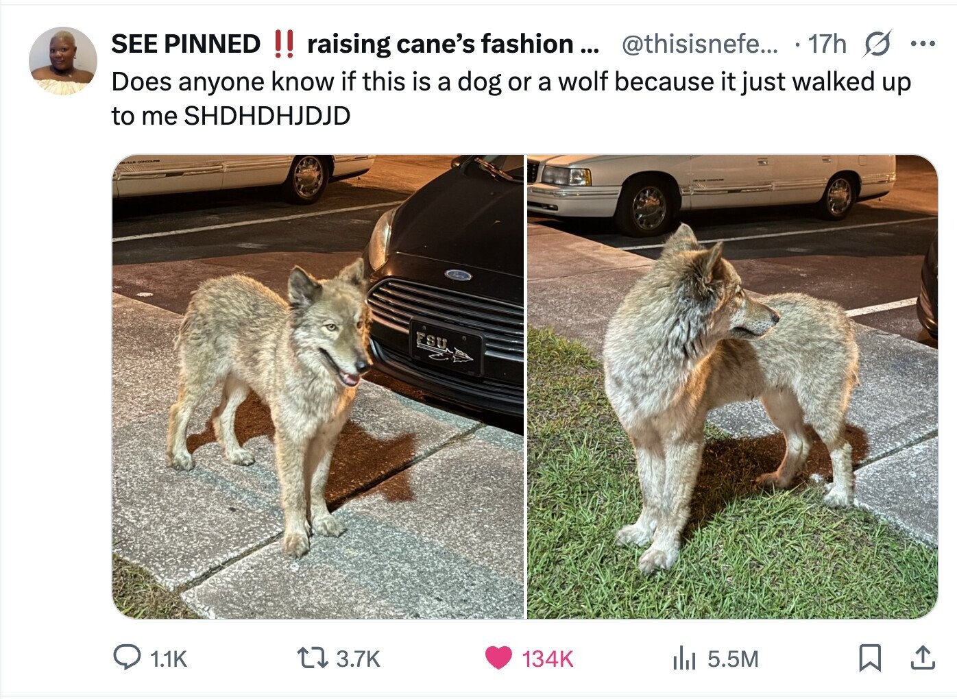 SEE PINNED !! raising cane's fashion ... @thisisnefe... 17h s ... Does anyone know if this is a dog or a wolf because it just walked up to me SHDHDHJDJD SU 1.1K 3.7K 134K del 5.5M 