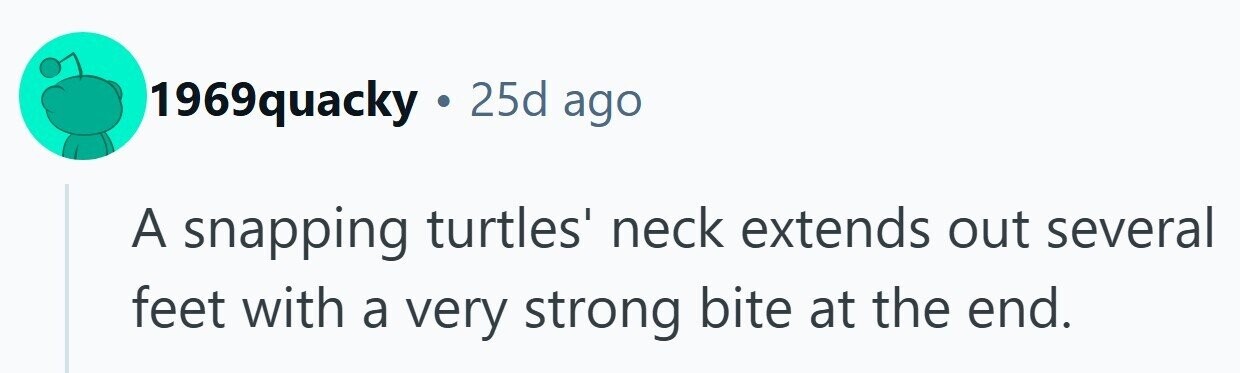 1969quacky . 25d ago A snapping turtles' neck extends out several feet with a very strong bite at the end. 