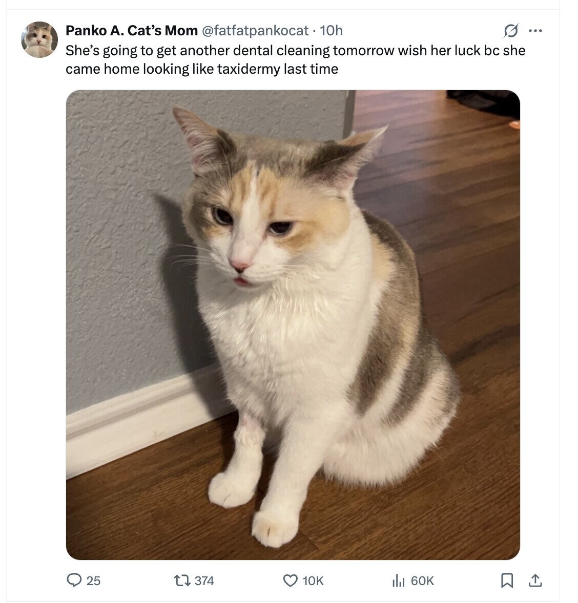 G ... Panko А. Cat's Mom @fatfatpankocat. 10h She's going to get another dental cleaning tomorrow wish her luck bc she came home looking like taxidermy last time 374 25 10K 60K 