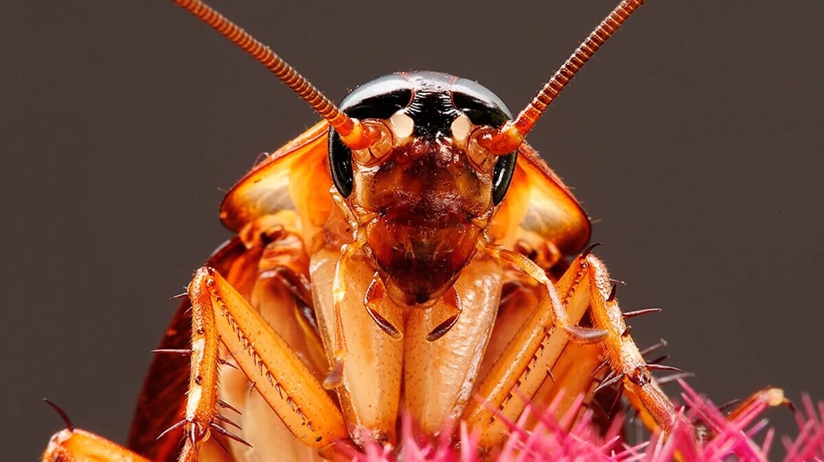20 Bugs That Look Like They'll Ruin Your Day, and Will