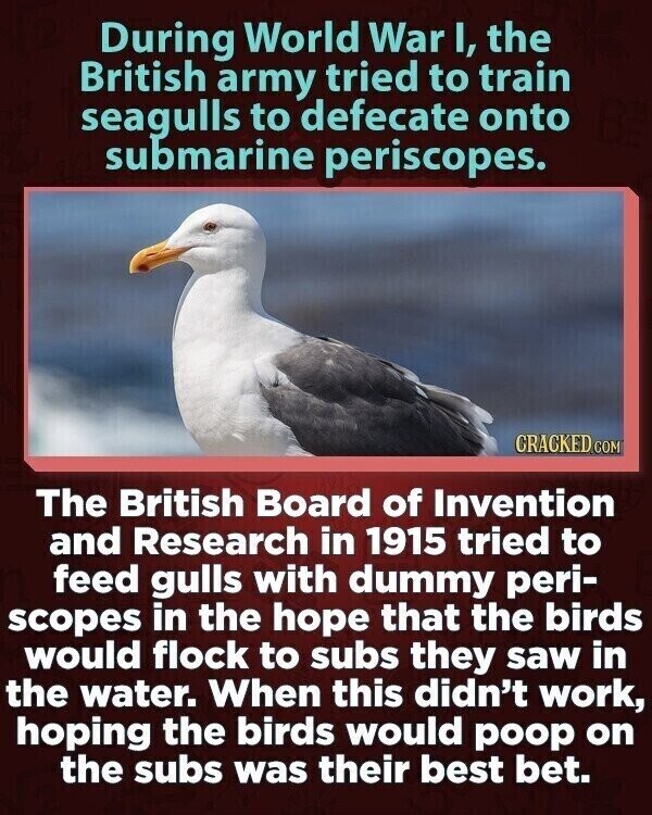 During World War I, the British army tried to train seagulls to defecate onto submarine periscopes. CRACKED.COM The British Board of Invention and Research in 1915 tried to feed gulls with dummy peri- scopes in the hope that the birds would flock to subs they saw in the water. When this didn't work, hoping the birds would poop on the subs was their best bet.