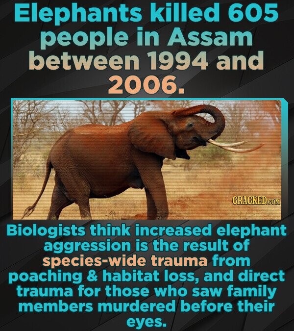 Elephants killed 605 people in Assam between 1994 and 2006. CRACKED.COM Biologists think increased elephant aggression is the result of species-wide trauma from poaching & habitat loss, and direct trauma for those who saw family members murdered before their eyes.