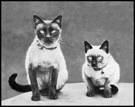 White House Zoo: The Strangest Presidential Pets