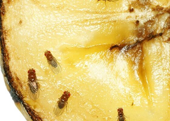 20 Bugs That Look Like They'll Ruin Your Day, and Will