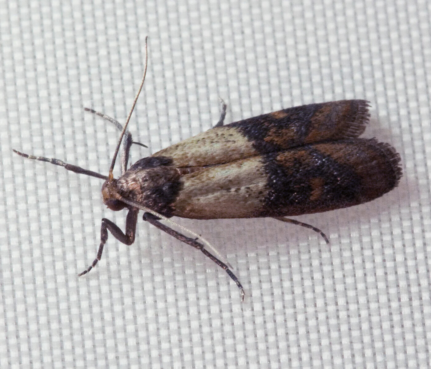 20 Bugs That Look Like They'll Ruin Your Day, and Will