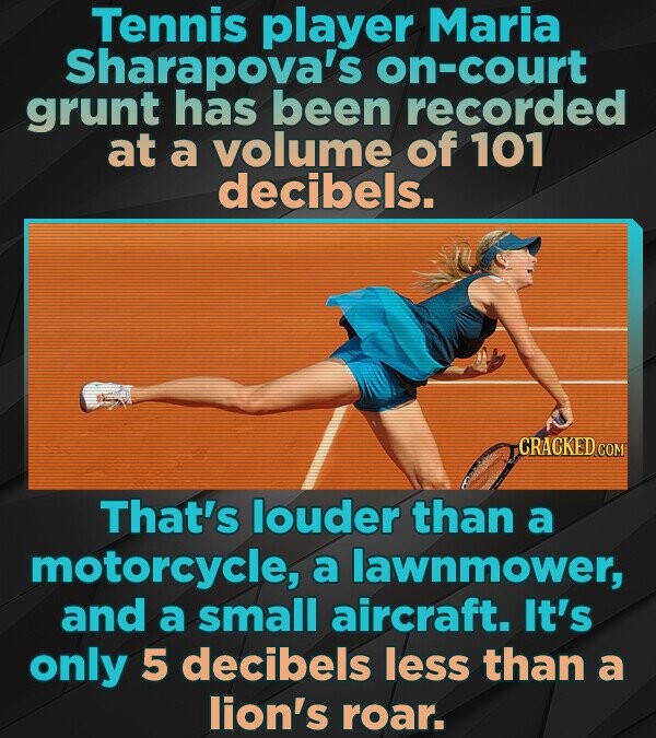 Tennis player Maria Sharapova's on-court grunt has been recorded at a volume of 101 decibels. CRACKED.COM That's louder than a motorcycle, a lawnmower, and a small aircraft. It's only 5 decibels less than a lion's roar.