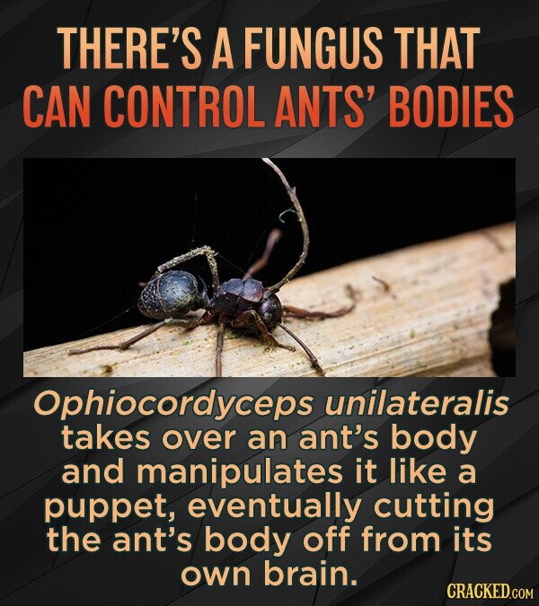 THERE'S A FUNGUS THAT CAN CONTROL ANTS' BODIES Ophiocordyceps unilateralis takes over an ant's body and manipulates it like a puppet, eventually cutting the ant's body off from its own brain. CRACKED.COM