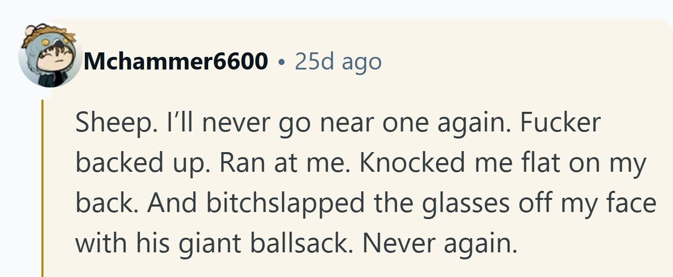 Mchammer6600 25d ago Sheep. I'll never go near one again. Fucker backed up. Ran at me. Knocked me flat on my back. And bitchslapped the glasses off my face with his giant ballsack. Never again. 