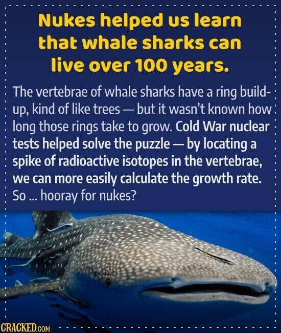 Nukes helped US learn that whale sharks can live over 100 years. The vertebrae of whale sharks have a ring build- up, kind of like trees-but it wasn't known how long those rings take to grow. Cold War nuclear tests helped solve the puzzle-by locating a spike of radioactive isotopes in the vertebrae, we can more easily calculate the growth rate. So ... hooray for nukes? CRACKED.COM
