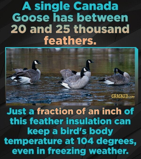 A single Canada Goose has between 20 and 25 thousand feathers. CRACKED.COM Just a fraction of an inch of this feather insulation can keep a bird's body temperature at 104 degrees, even in freezing weather.