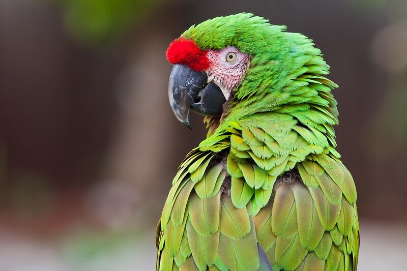 White House Zoo: The Strangest Presidential Pets