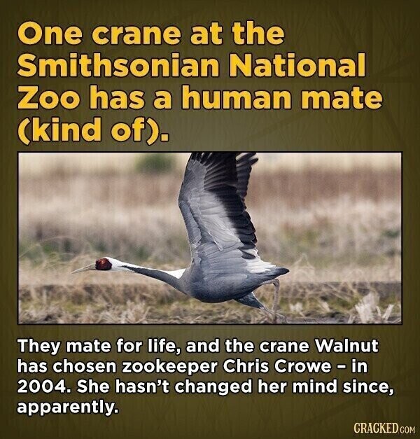 One crane at the Smithsonian National Zoo has a human mate (kind of). They mate for life, and the crane Walnut has chosen zookeeper Chris Crowe - in 2004. She hasn't changed her mind since, apparently. CRACKED.COM