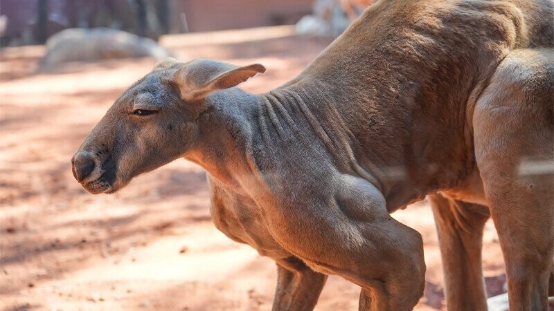 40 Adorable, Ferocious and Delicious Facts From the Animal Kingdom