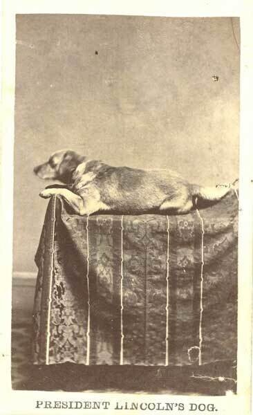 White House Zoo: The Strangest Presidential Pets