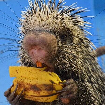 White House Zoo: The Strangest Presidential Pets