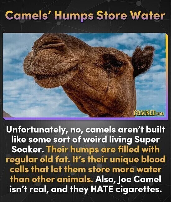 Camels' Humps Store Water CRACKED.COM Unfortunately, no, camels aren't built like some sort of weird living Super Soaker. Their humps are filled with regular old fat. It's their unique blood cells that let them store more water than other animals. Also, Joe Camel isn't real, and they HATE cigarettes.