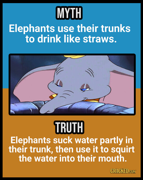 MYTH Elephants use their trunks to drink like straws. TRUTH Elephants suck water partly in their trunk, then use it to squirt the water into their mouth. CRACKED.COM