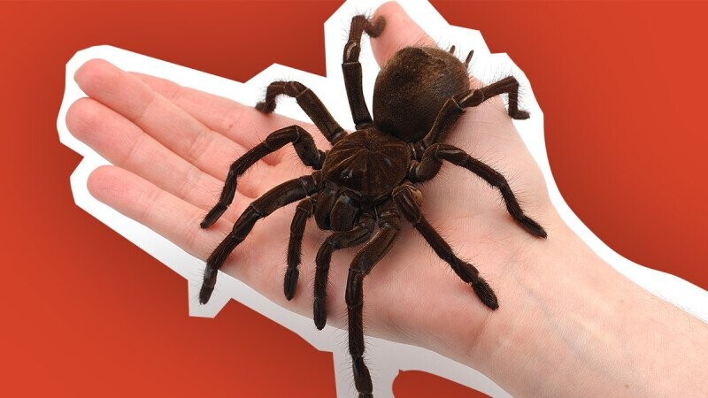 31 Size Comparisons That Gave Us Hypnagogic Hallucinations