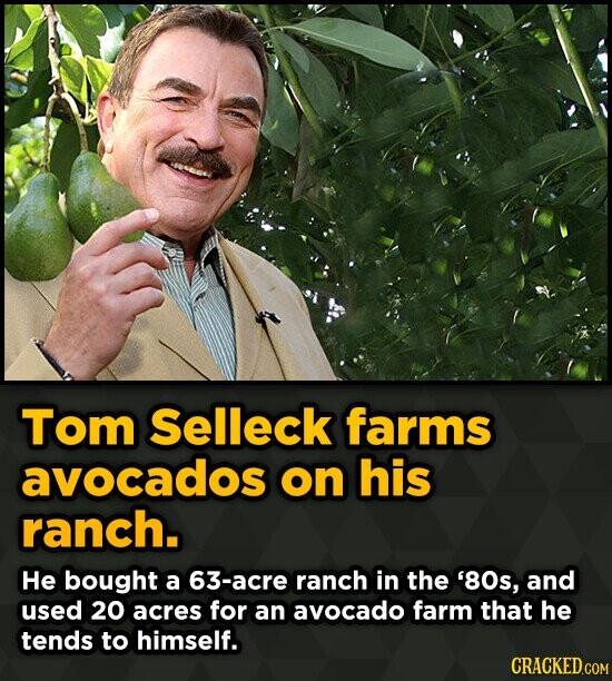 Tom Selleck farms avocados on his ranch. He bought a 63-acre ranch in the '80s, and used 20 acres for an avocado farm that he tends to himself. CRACKE