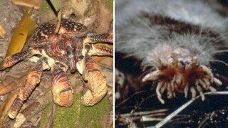 36 Monsters That Actually Exist