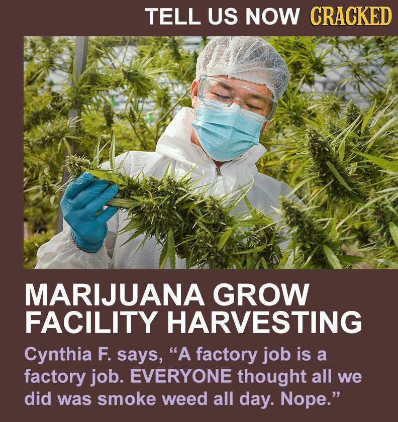 TELL US NOW CRACKED MARIJUANA GROW FACILITY HARVESTING Cynthia F. says, A factory job is a factory job. EVERYONE thought all we did was smoke weed all day. Nope.