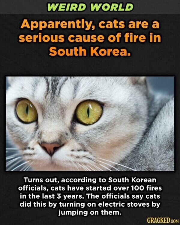 WEIRD WORLD Apparently, cats are a serious cause of fire in South Korea. Turns out, according to South Korean officials, cats have started over 100 fires in the last 3 years. The officials say cats did this by turning on electric stoves by jumping on them. CRACKED.COM