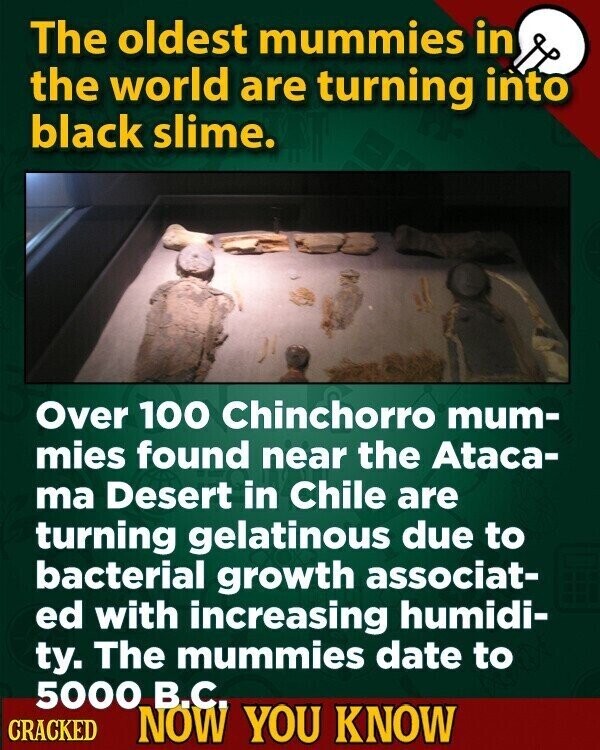 The oldest mummies in the world are turning into black slime. Over 100 Chinchorro mum- mies found near the Ataca- ma Desert in Chile are turning gelatinous due to bacterial growth associat- ed with increasing humidi- ty. The mummies date to 5000 B.C. CRACKED NOW YOU KNOW