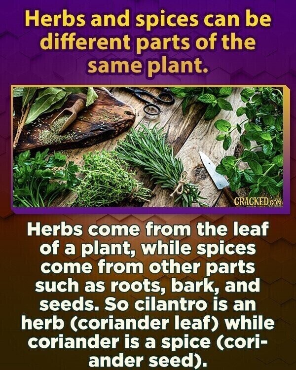 Herbs and spices can be different parts of the same plant. CRACKED GOM Herbs come from the leaf of a plant, while spices come from other parts such as roots, bark, and seeds. So cilantro is an herb (coriander leaf) while coriander is a spice (cori- ander seed).
