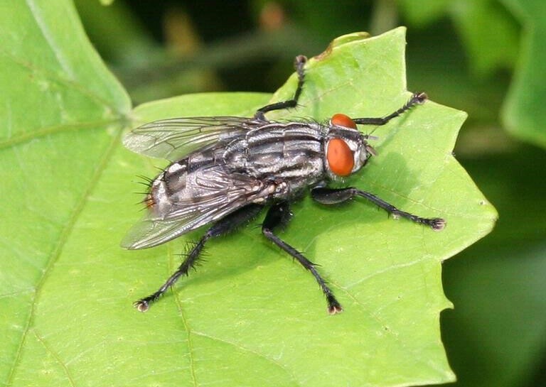 20 Bugs That Look Like They'll Ruin Your Day, and Will