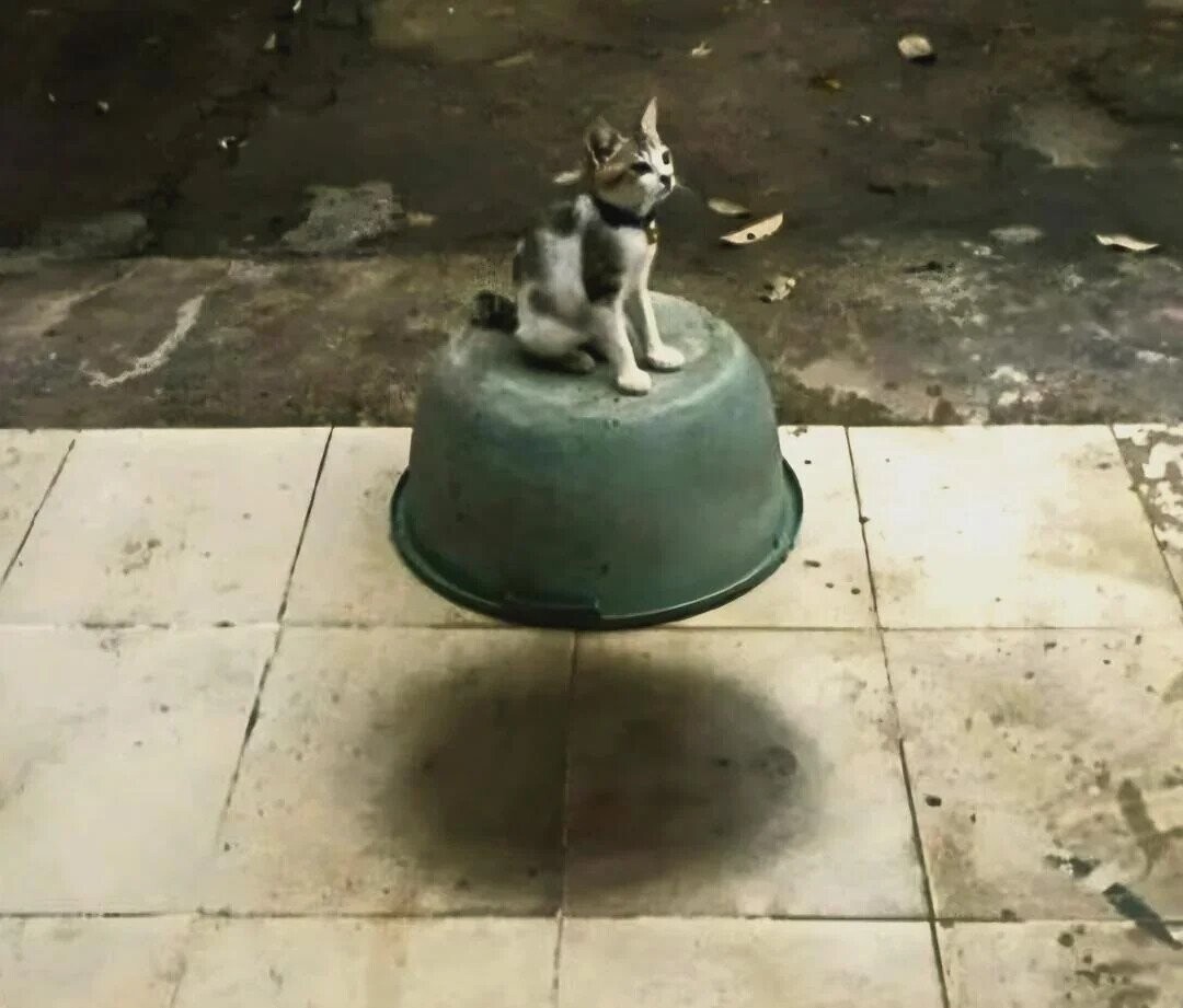 Satisfying Photos Taken at Precisely the Perfect Moment