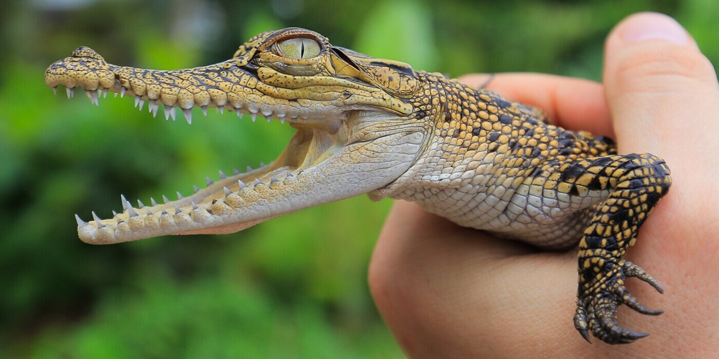17 Dangerous Creatures You’d Feel Honored to Be Devoured By Because They’re Badass