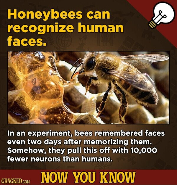Honeybees can recognize human faces. In an experiment, bees remembered faces even two days after memorizing them. Somehow, they pull this off with 10,000 fewer neurons than humans. NOW YOU KNOW CRACKED.COM