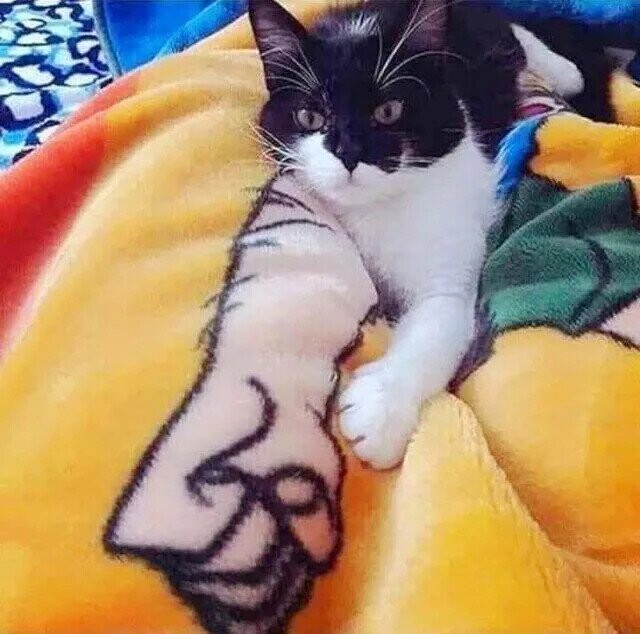 Satisfying Photos Taken at Precisely the Perfect Moment