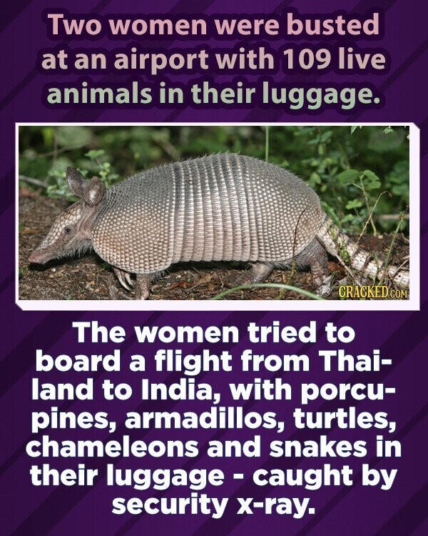 Two women were busted at an airport with 109 live animals in their luggage. CRACKED COM The women tried to board a flight from Thai- land to India, with porcu- pines, armadillos, turtles, chameleons and snakes in their luggage - caught by security x-ray.
