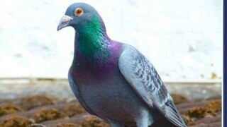 20 Everyday Things That Science Still Can't Explain