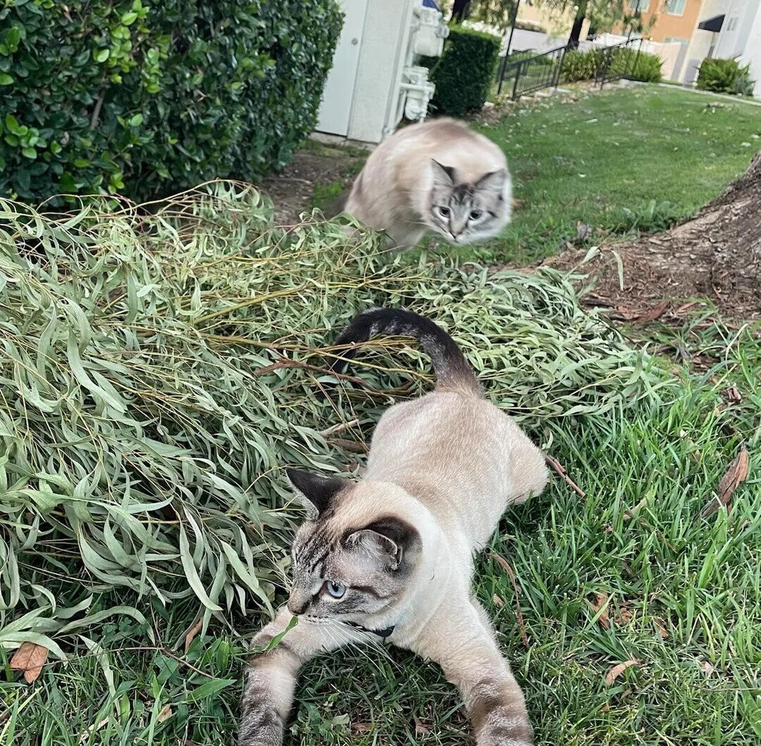 Satisfying Photos Taken at Precisely the Perfect Moment