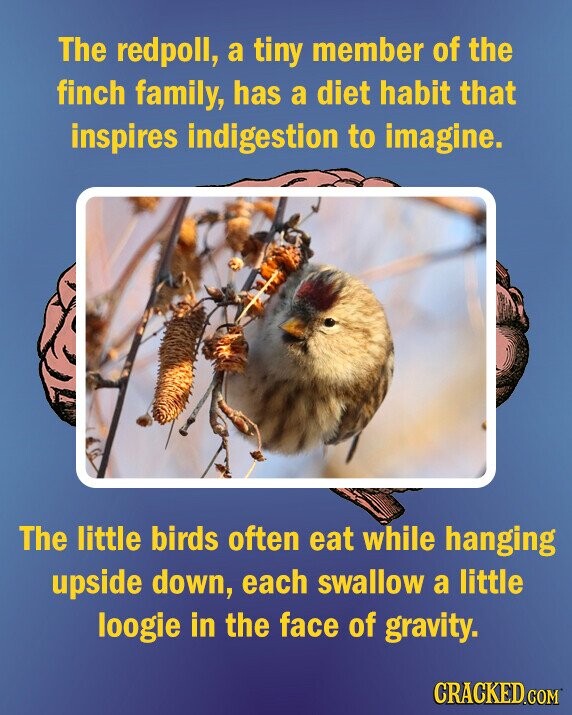 The redpoll, a tiny member of the finch family, has a diet habit that inspires indigestion to imagine. The little birds often eat while hanging upside down, each swallow a little loogie in the face of gravity. CRACKED.COM